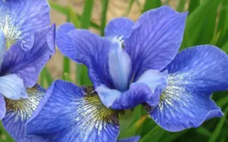 БИЙСКИЕ ПЕРЕКАТЫ