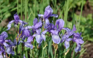 ВАЛЬС КАТУНИ