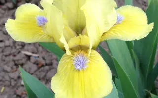 ГАЛЕОН ГОЛД