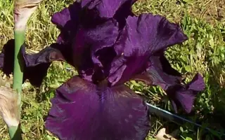 СОУЛ МЬЮЗИК