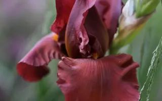 ДАТЧ ЧОКЛЭЙТ