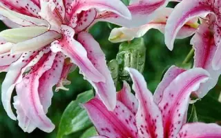 РУБИНОВЫЕ ЗВЁЗДЫ