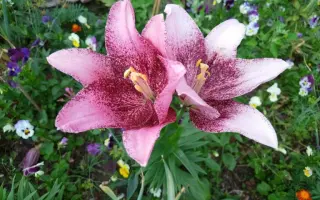 АЛТАЙСКАЯ КРЕСТЬЯНКА