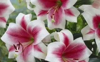 ТРИУМФАТОР