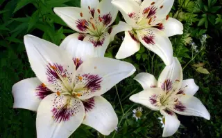 ЦЕНТЕРФОЛД