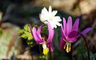 АЛТАЙСКАЯ КРАПЧАТАЯ