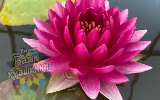 КОРОЛЕВА БАЛА