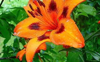 ЗНОЙНОЕ ЛЕТО