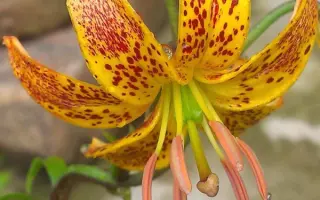 СОЛНЕЧНОЕ УТРО