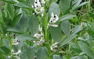 ПЕНЗЕНСКИЕ 16