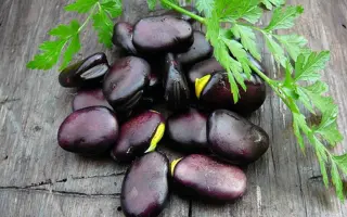 РУССКИЕ ЧЕРНЫЕ