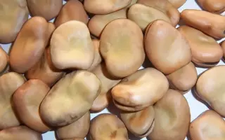 БЕЛОРУССКИЕ