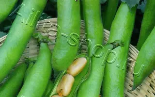 БЕЛАЯ ГВАРДИЯ