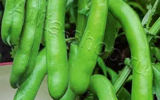 БЕЛЫЙ ЖЕМЧУГ