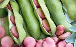 РОЗОВЫЙ ФЛАМИНГО