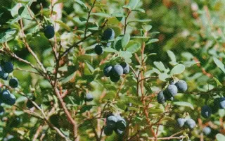 ТАЕЖНАЯ КРАСАВИЦА