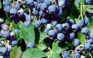 ГОЛУБАЯ РОССЫПЬ