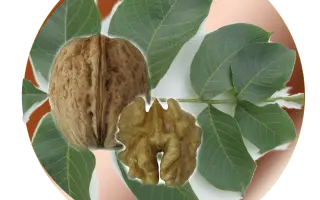 ЗАРЯ ВОСТОКА