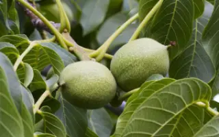 АСТАХОВСКИЙ