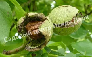 ПАМЯТИ ПРОФЕССОРА ВЕРЕСИНА