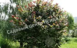 ТАМБОВСКИЙ РАННИЙ