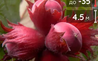 МОСКОВСКИЙ РУБИН