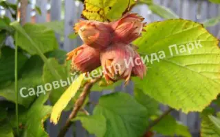 МОСКОВСКИЙ РАННИЙ