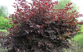 ИВАНТЕЕВСКИЙ КРАСНЫЙ