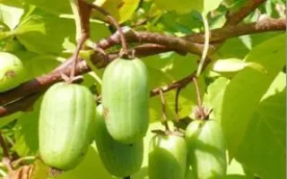 ПАМЯТИ КОЛБАСИНОЙ