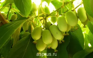 САМАРЧАНКА