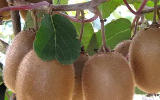 ХЕЙВОРД РОССИЙСКИЙ