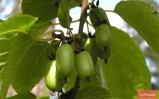 МАРМЕЛАДКА