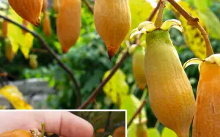 АБРИКОСОВАЯ