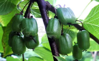 ПРАЗДНИЧНАЯ