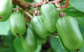 ИЗОБИЛЬНАЯ