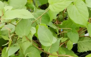 КОРОЛЕВА САДА