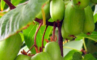 ПРЕЛЕСТНАЯ