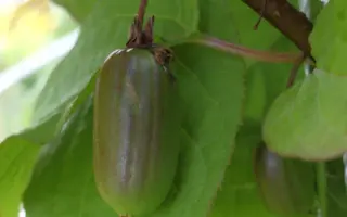 УНИВЕРСИТЕТСКАЯ