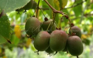 РАННЯЯ ЗАРЯ