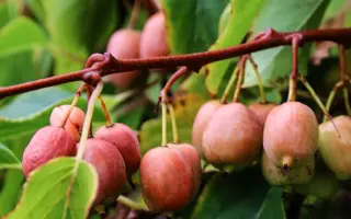 ДАЛЬНЕВОСТОЧНАЯ