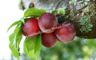 НИБЕРДЖАЕВСКАЯ РАННЯЯ