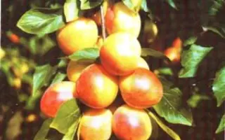 РУМЯНАЯ ЗОРЬКА