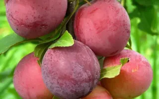 ДЕСЕРТНАЯ РАННЯЯ