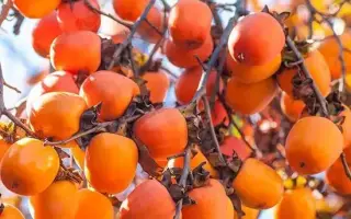 ГОРА РОМАН КОШ