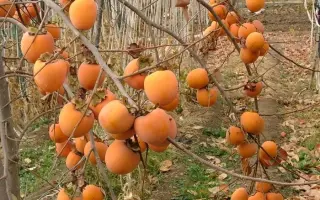 ГОРА ГОВЕРЛА