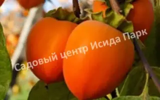 ЗОЛОТИСТАЯ