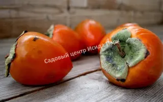 СУВЕНИР ОСЕНИ