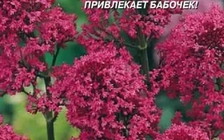 МАЛИНОВЫЙ ЗВОН