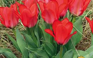 ОРИЕНТАЛ БЬЮТИ