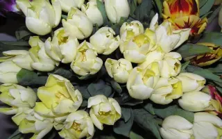 АНДРЕЙ ПЕРВОЗВАННЫЙ